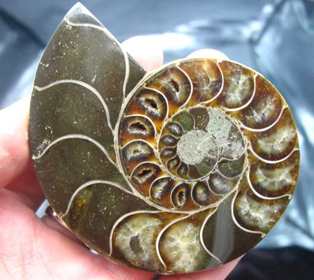 Pair*beautiful*Ammonites Fossil Mineral Stone Rock  