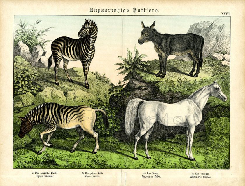 1886 SCHUBERT CHROMOLITH. horse, donkey, zebra, quagga  