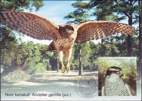 Hawk Bird Of Prey Chicken Hawk Estonia Estland Maxi FDC  