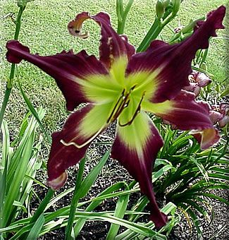 SHUFFLE THE DECK   DF   L7H   Shooter, E 2004   DAYLILY  