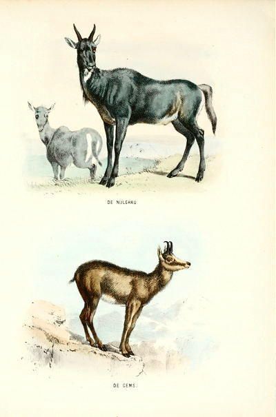 NATURAL HISTORY ANTIQUE PRINT GEMS DONKEY of EGYPT 1864  