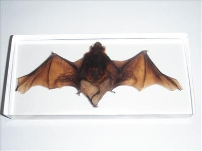 Real Bat Specimen    Common Pipistrelle (Lucite clear)  
