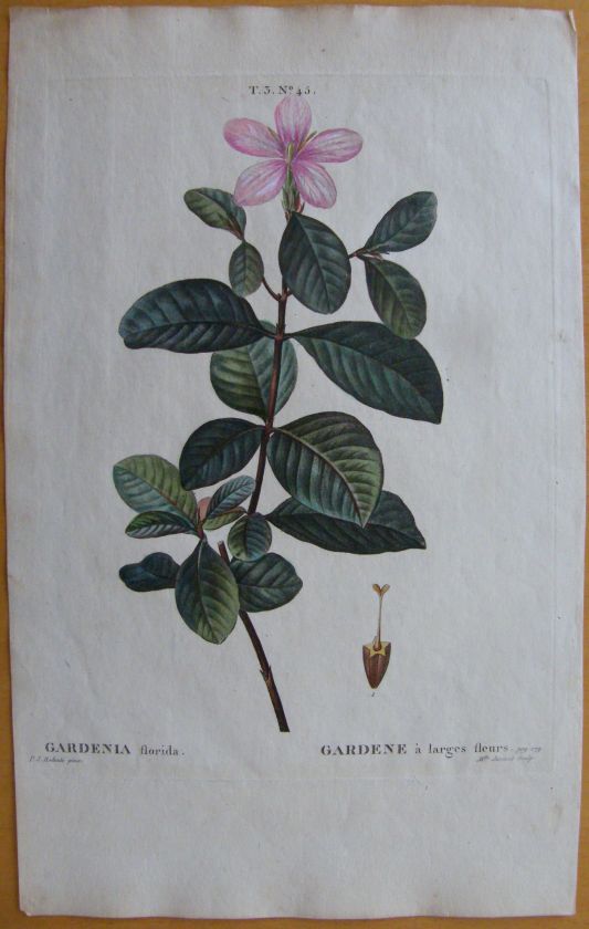 Redoute Gardenia Florida   Folio   e181   1804  