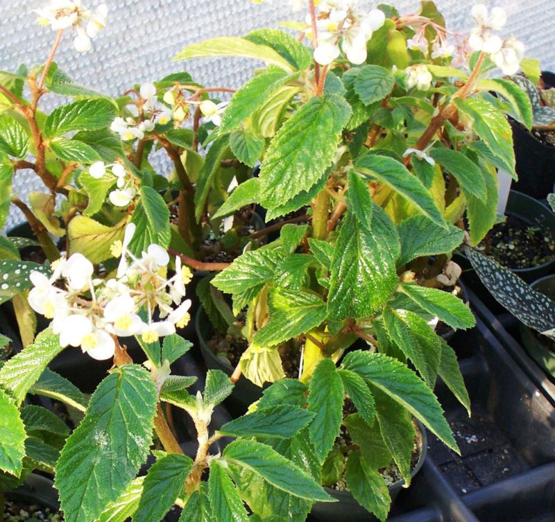 Elm Leaf Begonia Ulmifolia Hairly Leaf White Flower  