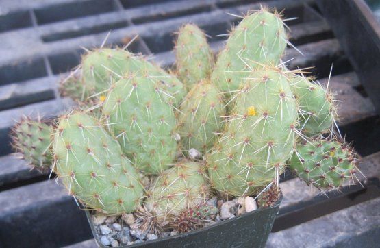 Tunilla orurensis Rare Argentina Prickly Pear 14  