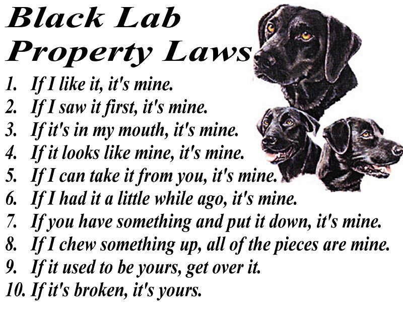 PARCHMENT PRINT = BLACK LAB LABRADOR RETRIEVER DOG LAW  