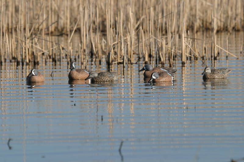 Blue Wing Teal Decoys by Avery Greenhead Gear GHG PG 700905731251 