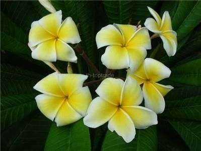 Plumeria Frangipani ZINNAMON Flowers 20 seeds  