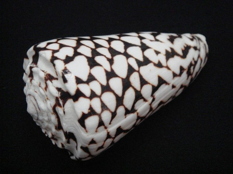 MARMOREUS MARBLE CONUS CONE SEA SHELL 3 to 4 #7034  