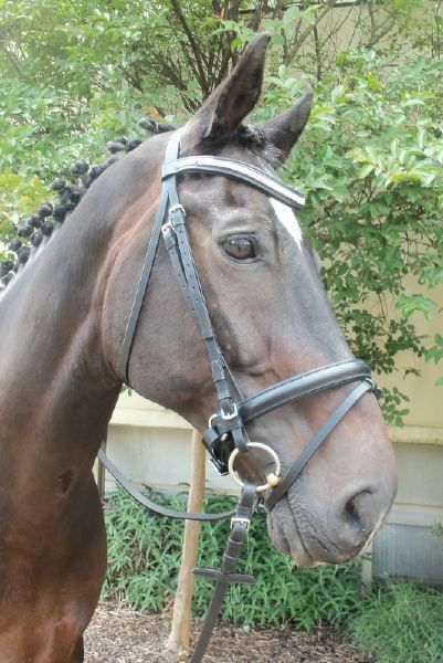 Leather Horse Dressage Bridle COB with Leather Reins  