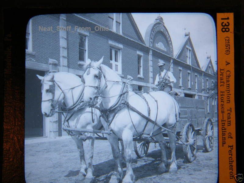 Percheron Draft Horses, Indiana   MAGIC LANTERN SLIDE  