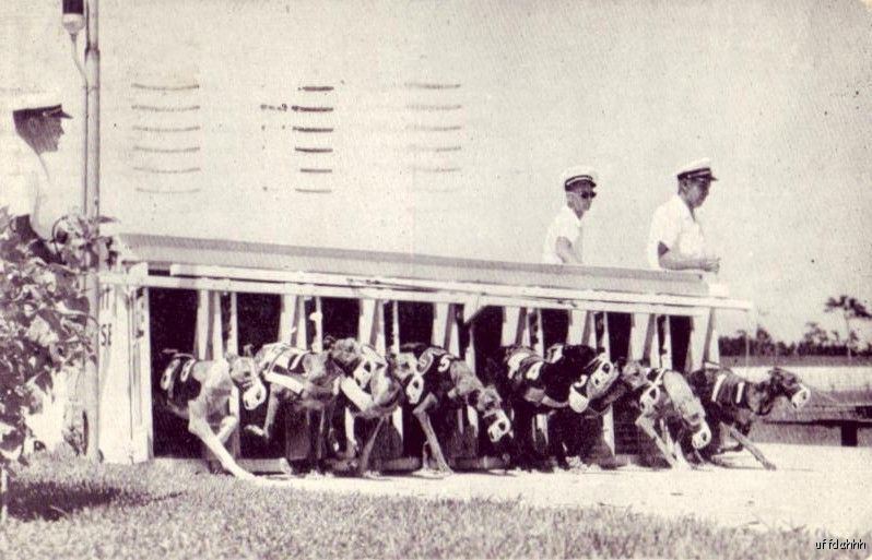 DAYTONA BEACH, FL VOLUSIA COUNTY KENNEL GREYHOUNDS 1955  