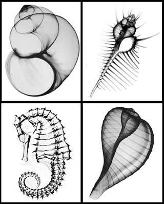 Radiographic prints of seashells xray photos  