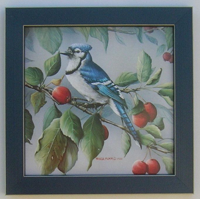 Birds Blue Jay Berries Framed Bird Picture Art  