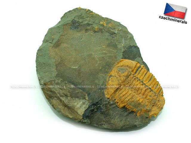   skryje luh period middle cambrian weigh 244 grams measure mm metric