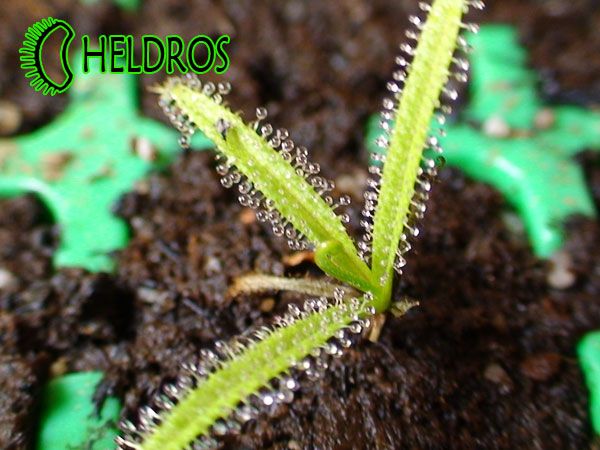 DROSERA REGIA   sundew King   RARE CARNIVOROUS SEEDS   