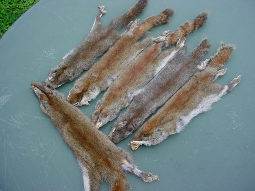 Canada PINE SQUIRREL PELT w/ft. TANNED taxidermy mount  