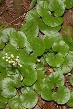 ShinleafNative Pyrola200 Seeds  