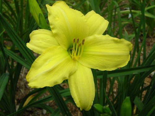 CC Daylily, AMERICAN CRAFTSMAN (Wild)  